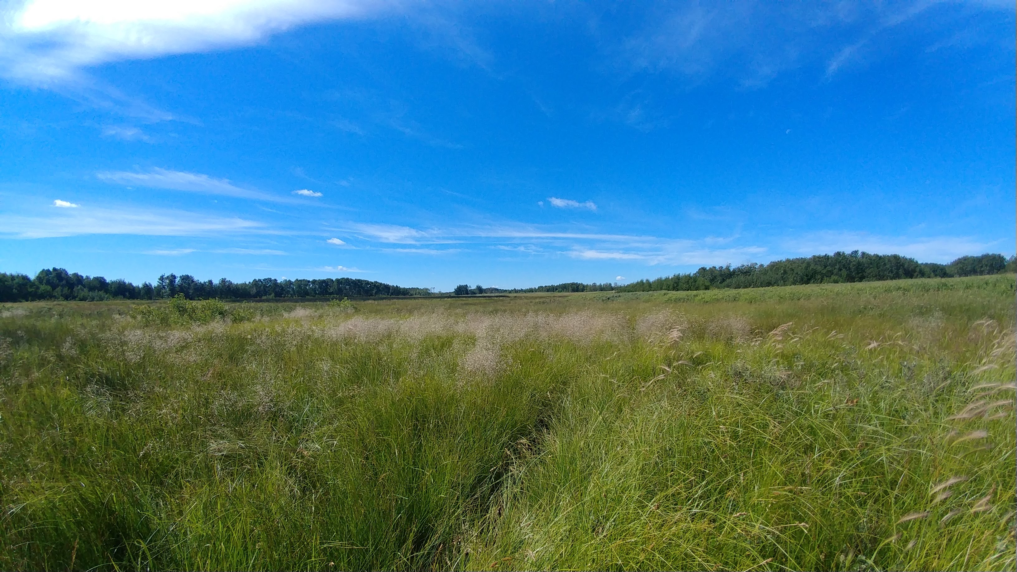 Lush green Alberta landscape with rolling hills and forests